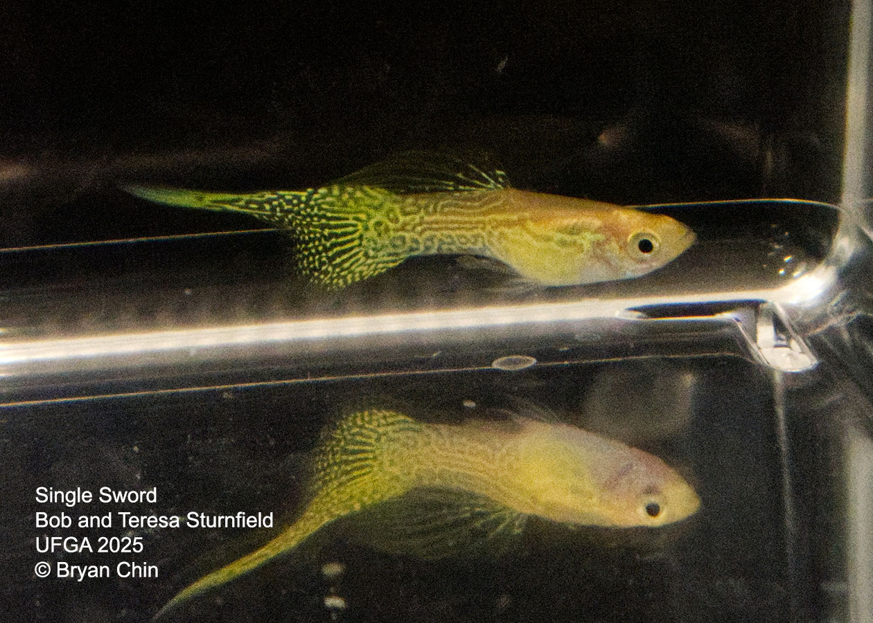 Guppy Single Swordtail